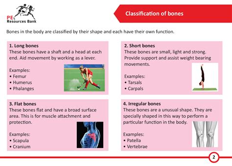 gcse pe exam flashcards